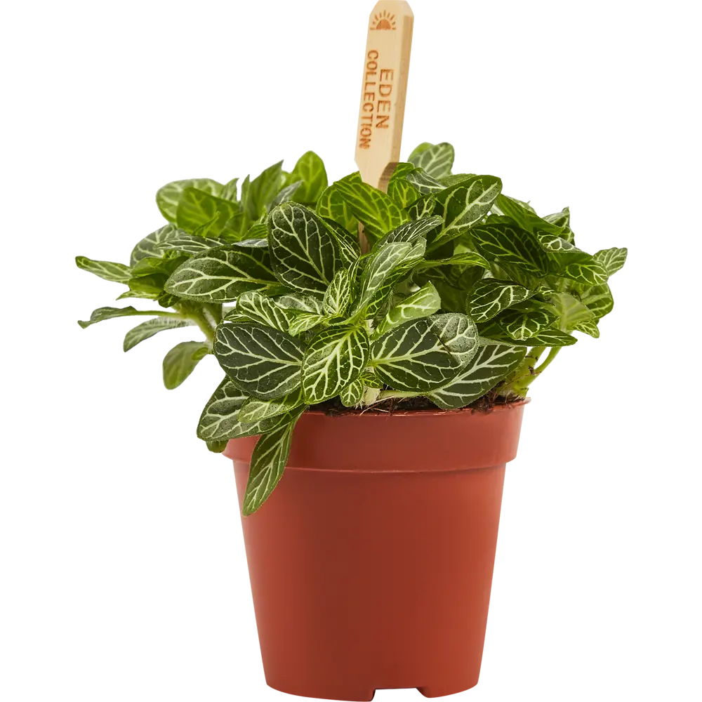 Santreyd Фиттония Бамбино - декоративное растение для интерьера 82932812 STLM-0038110 - Вид №1