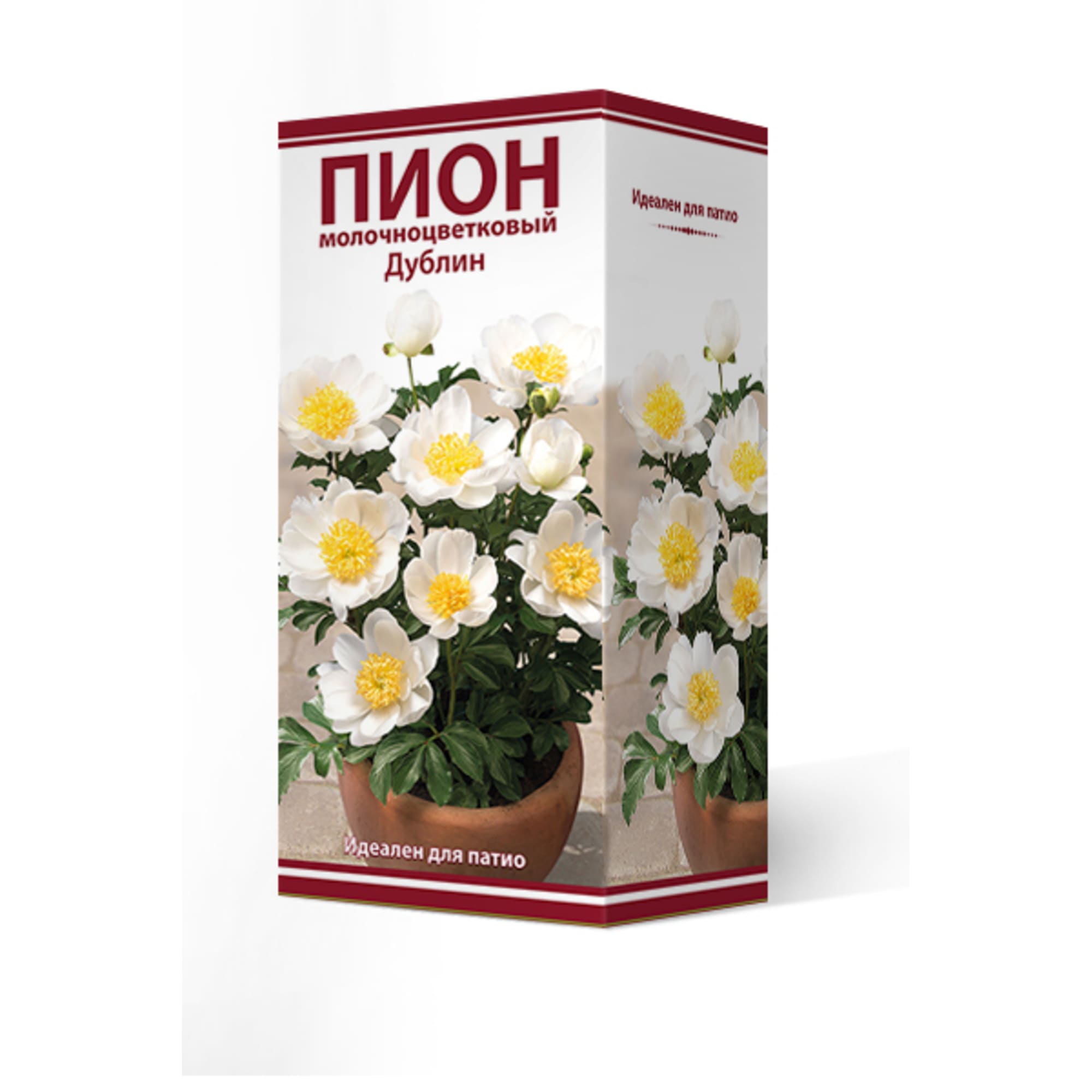 82661855 Пион молочноцветковый травянистый «Дублин для Патио» разбор 2-3 Santreyd 