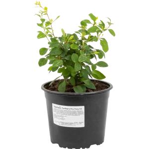 Барбарис Тунберга Роз Глоу от Santreyd - декоративный кустарник с пестрой листвой 82219493