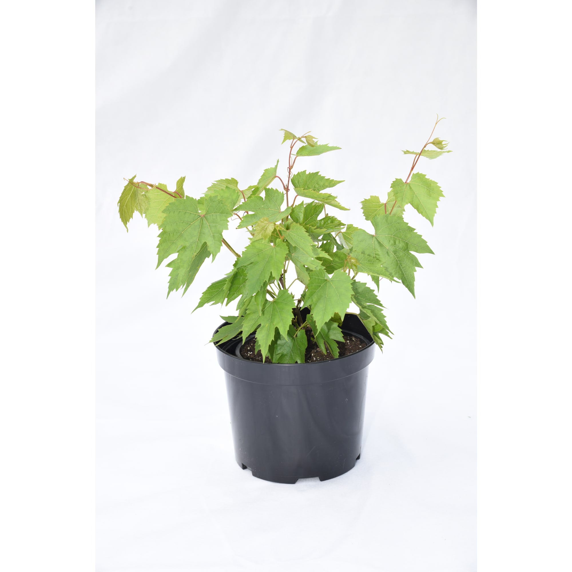 85325508 Виноград плодовый Байконур ø17,20 h50 см Santreyd 