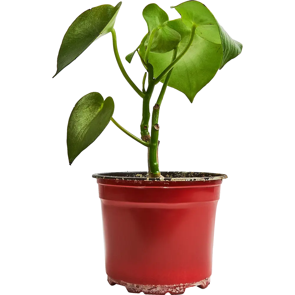 Santreyd Пеперомия Рейндроп - комнатное растение с глянцевыми листьями 89296604 STLM-1401766