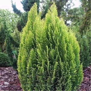 Кипарис Лавсона Элвудс Пиллар h25 см 89363777 STLM-2177595