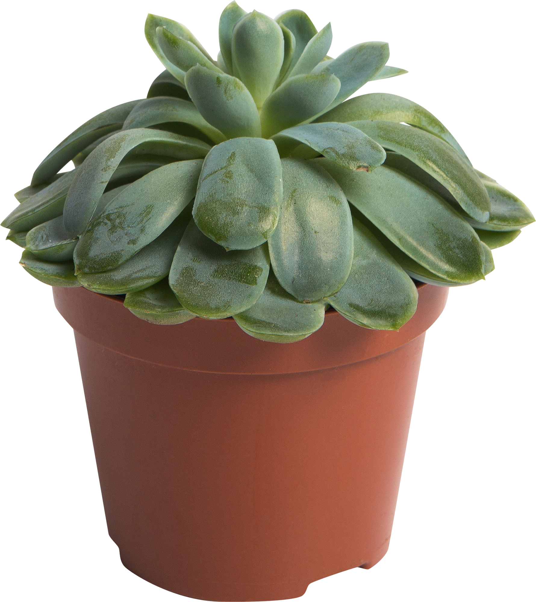 Эхеверия микс Santreyd - суккулент в горшке для интерьера 82548515