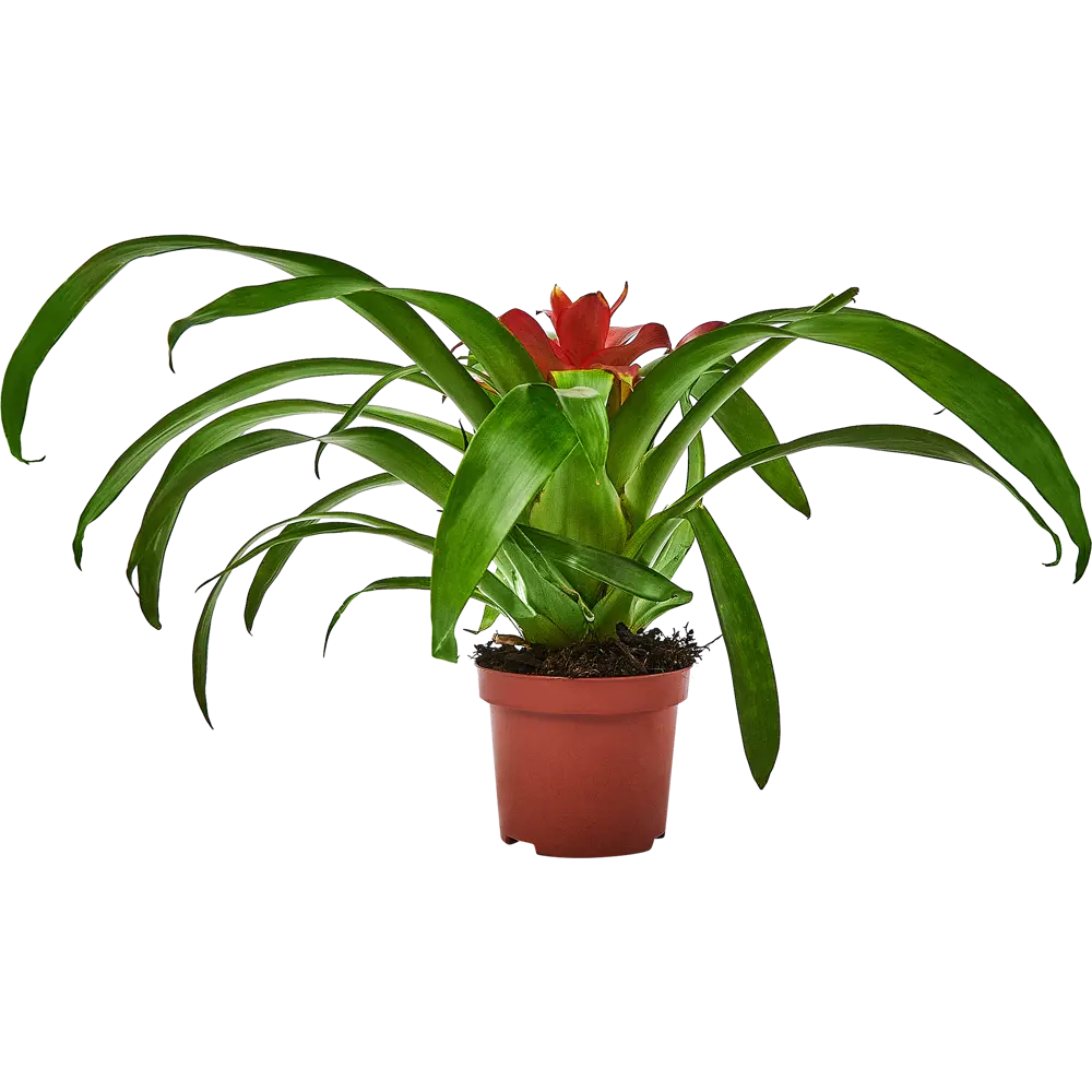 Гузмания Santreyd - экзотическое украшение интерьера с яркими прицветниками 89336318 STLM-1363570