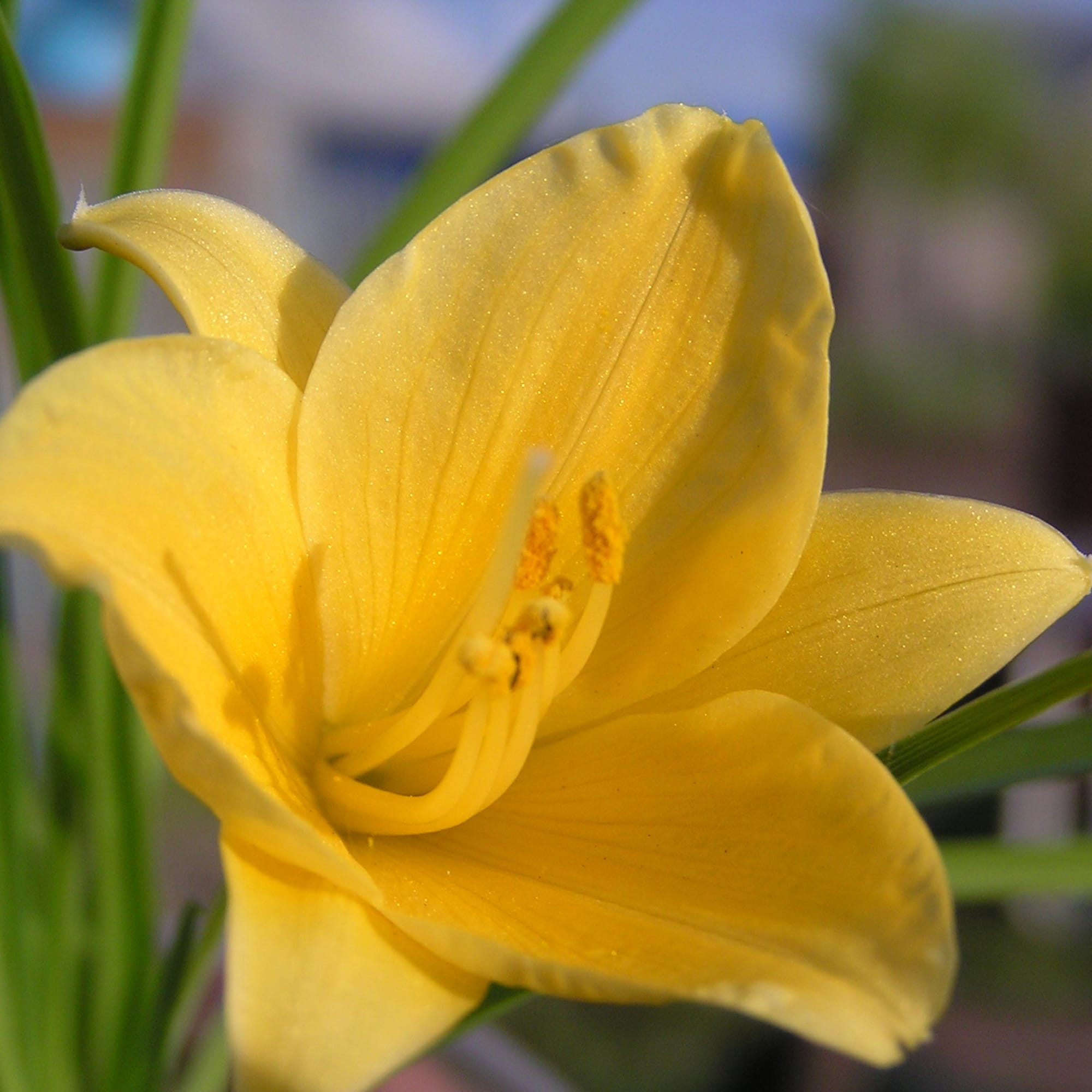 81954873 Лилейник С1 «Стелла Д`Оро» Santreyd  - Вид №2