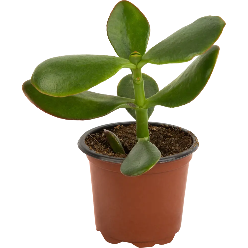 Santreyd Микс комнатных растений в горшке - живой декор для интерьера 82578952 STLM-0030504