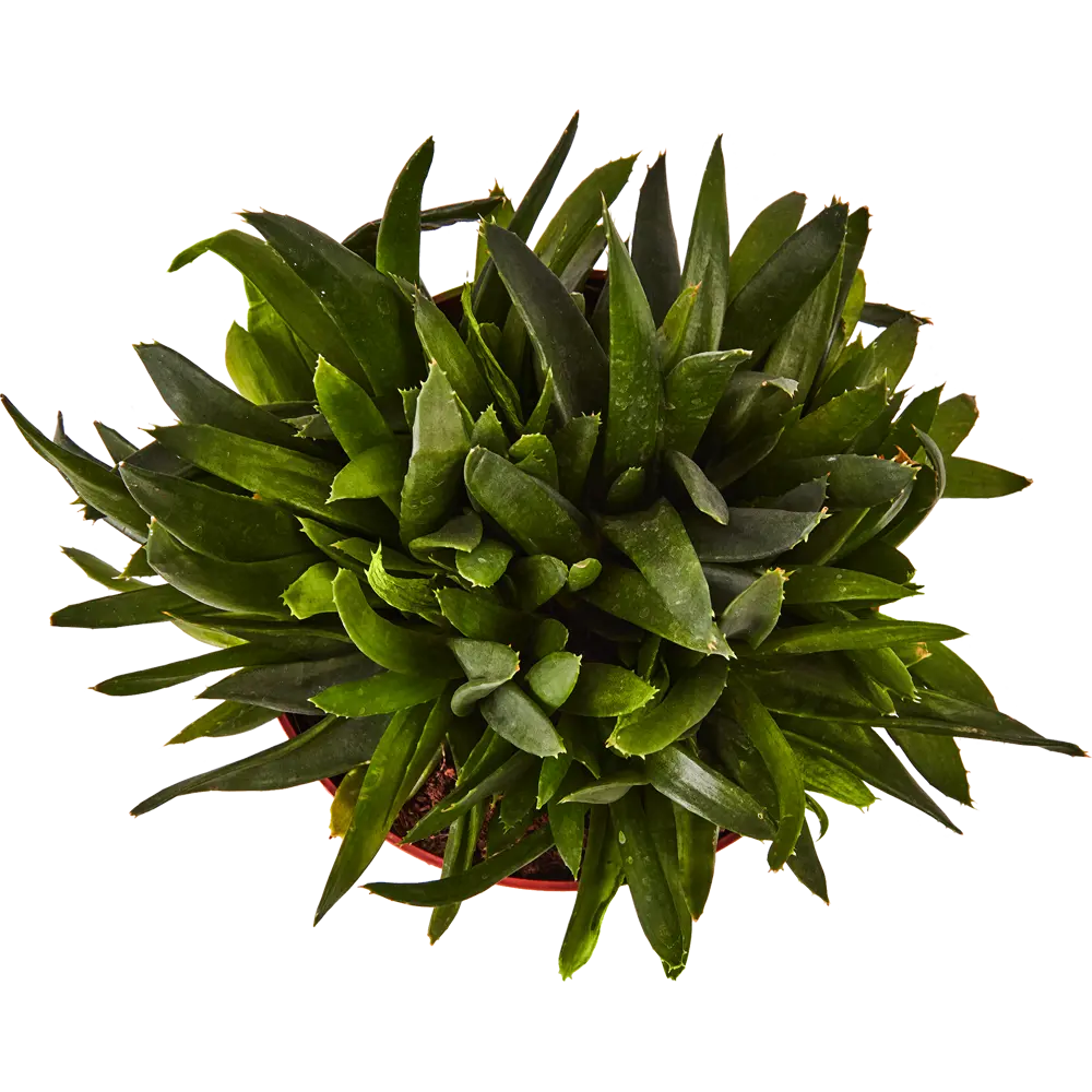 Santreyd Суккулент Рокс микс - живой декор для интерьера 87819731 STLM-0075901 - Вид №2