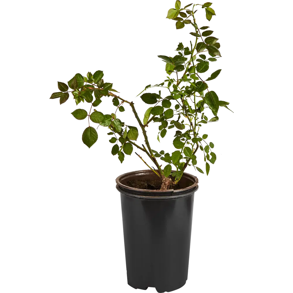 Роза плетистая Байкал ø19 h55 см 84827454 STLM-2117246 PLANTMARKET  - Вид №1