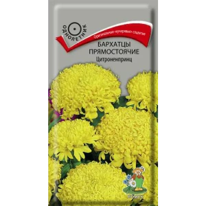 Бархатцы ПОИСК Белые хризантемовидные - пышное цветение с июля до заморозков 89401250