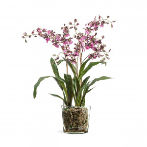 2000983229533 Орхидея Онцидиум бургундия 67 см SERAX
