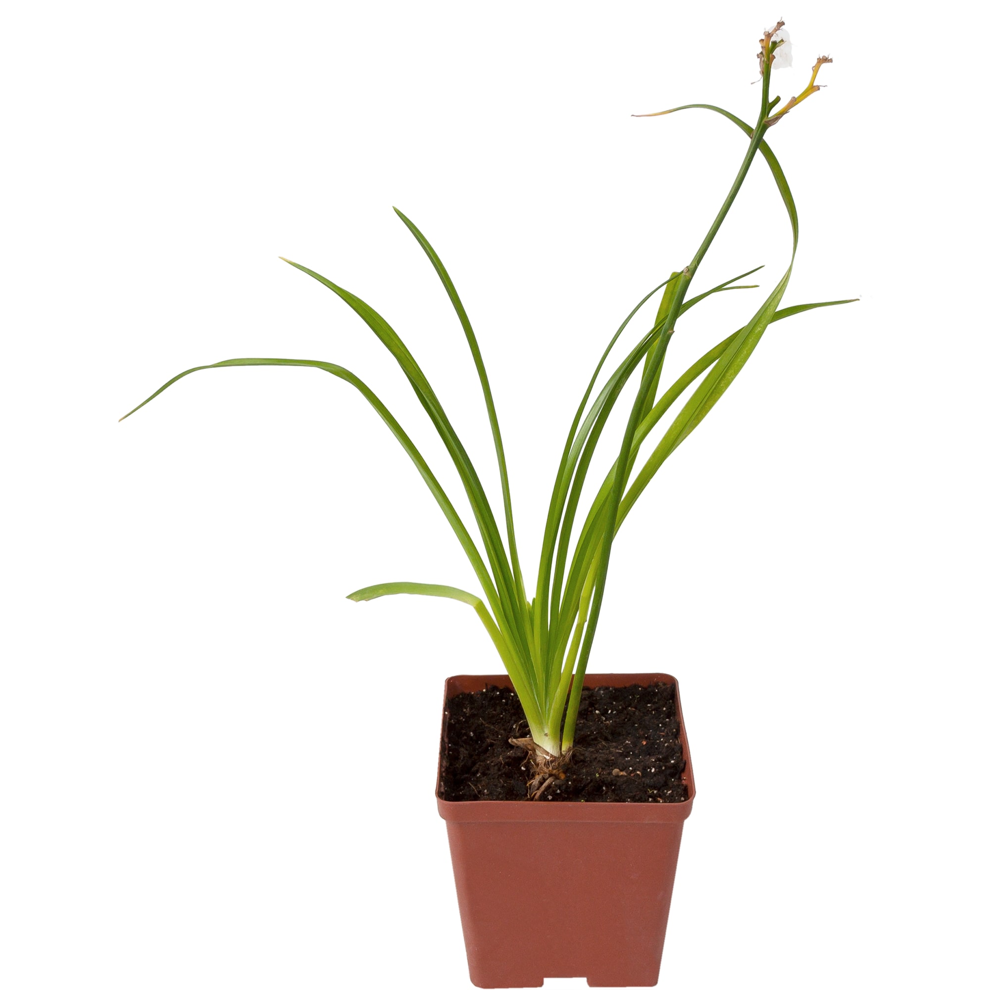 82595150 Лилейник «Пинк Страйпс» 15x15 см Santreyd 