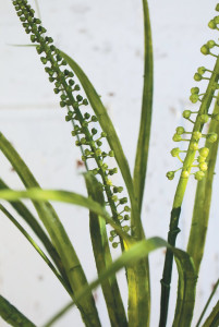 5838 883 a3 Имитация травы, 83 см, зеленая H-andreas