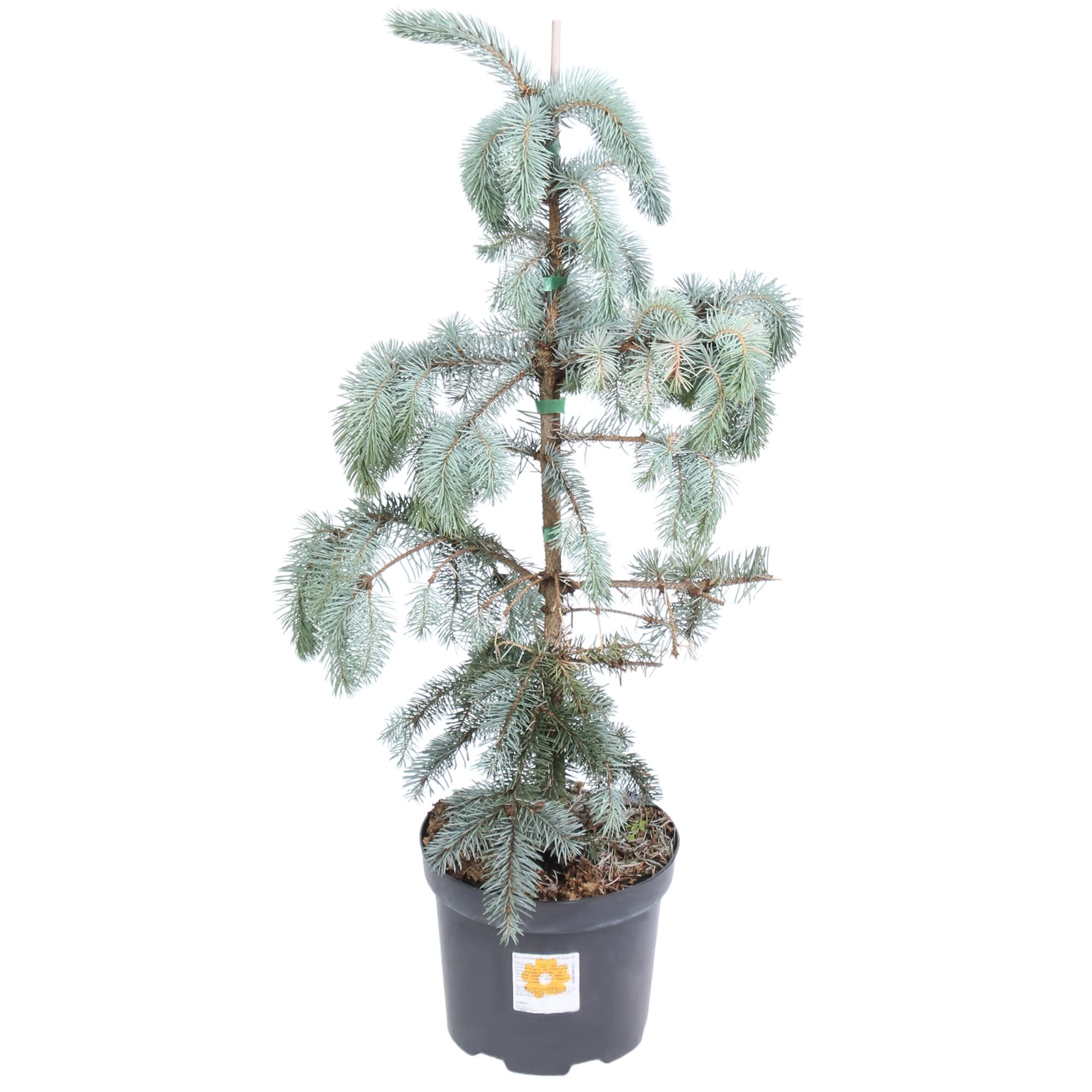 81959251 Ель колючая «Хупси» С5/50-70 Santreyd 