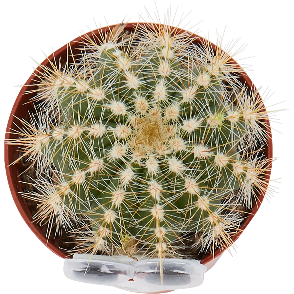Santreyd Кактус с глазками - неприхотливый суккулент для интерьера 14470935 STLM-0004984 - Вид №1