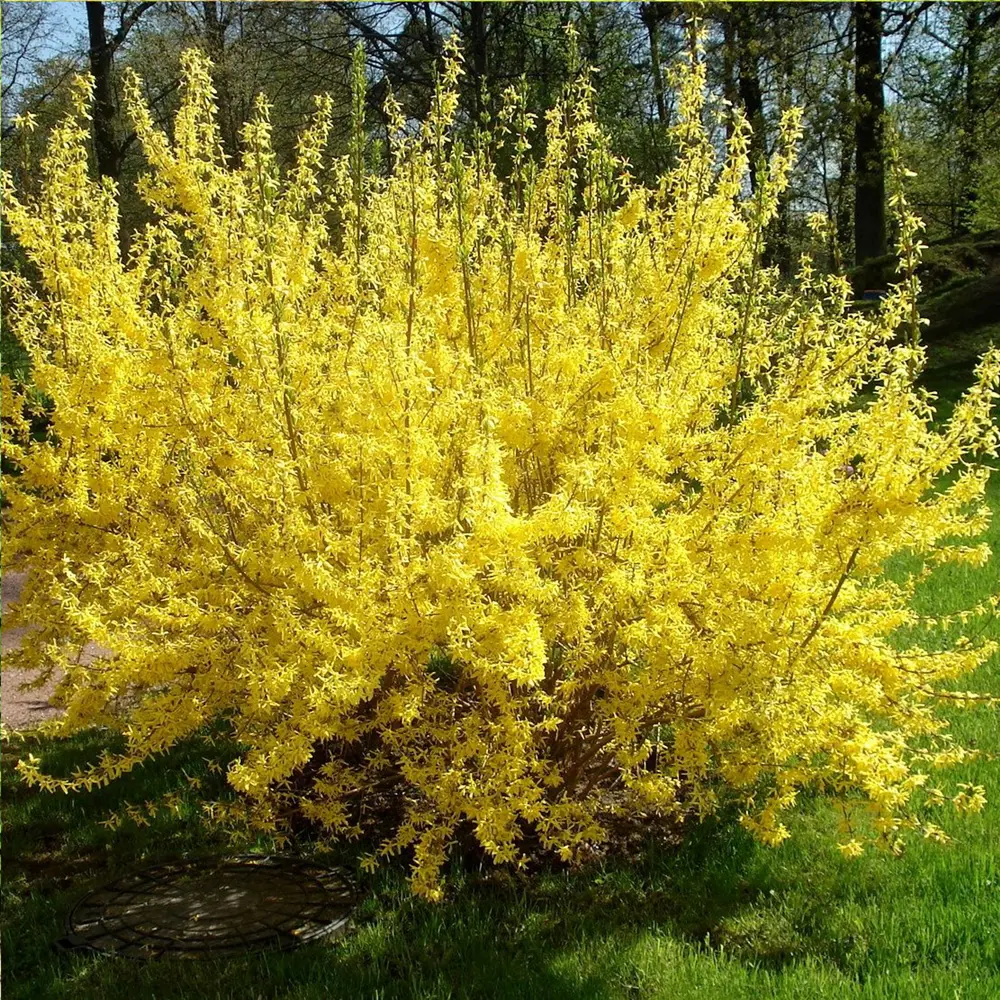 Форзиция Спектабилис от Santreyd - Солнечный кустарник для весеннего сада 82237762 STLM-0022574 - Вид №1