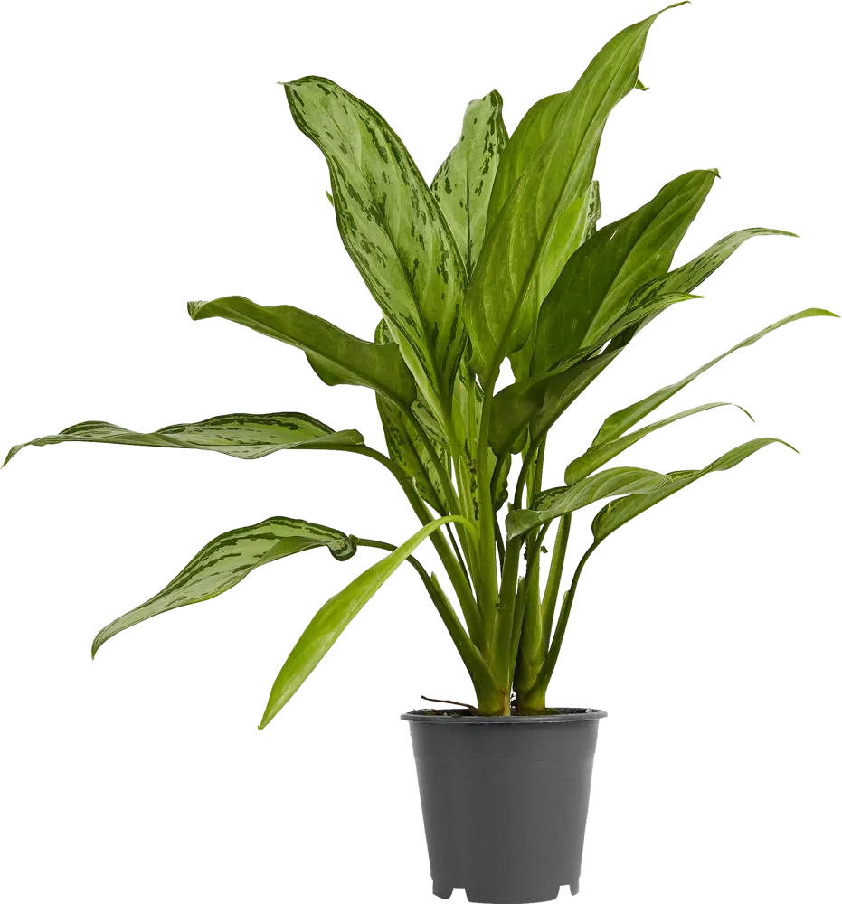 Santreyd Аглаонема Росток - комнатное растение с малиновым кантом 84587061