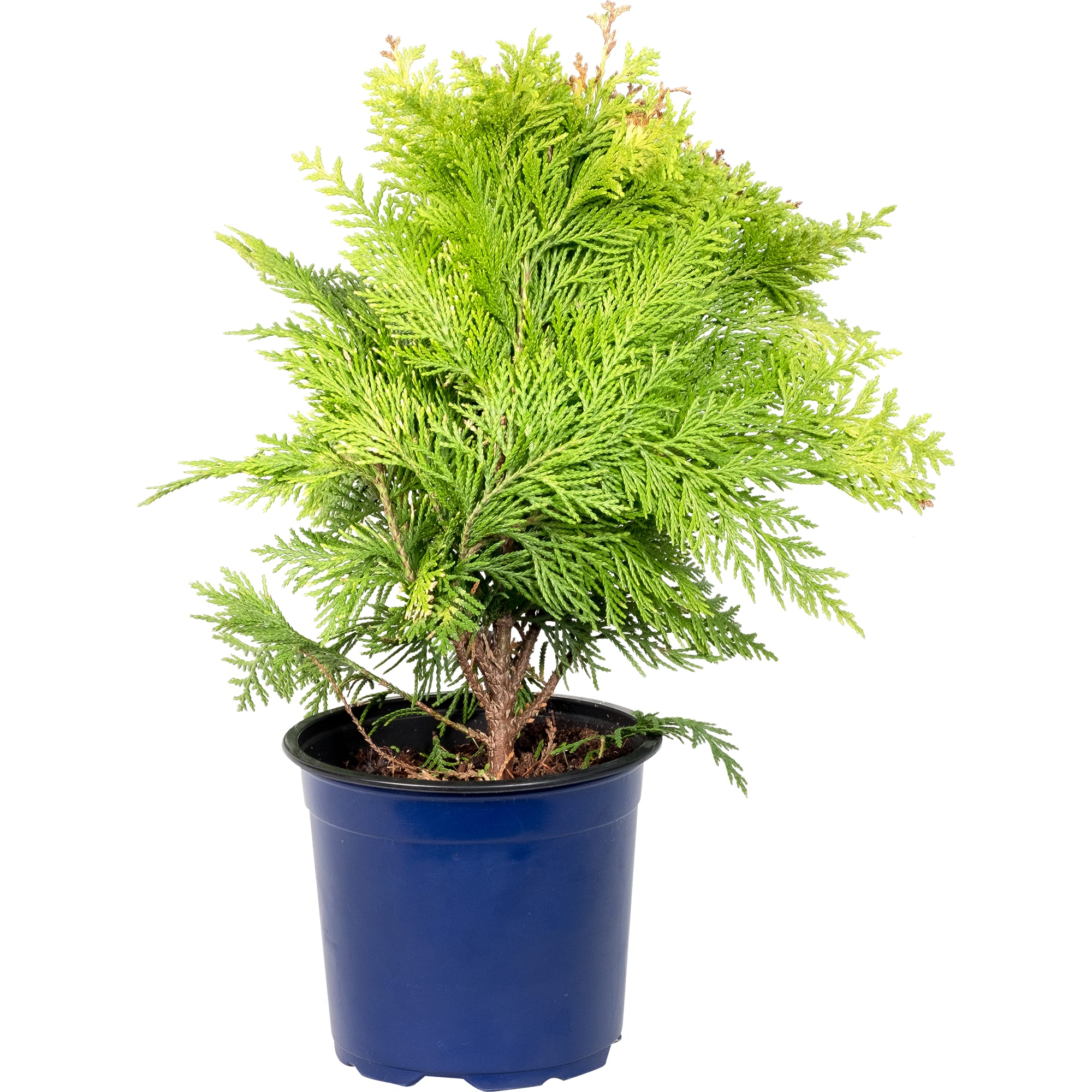 82219020 Кипарисовик Лавсона «Ивонна» 1 л h35 см Santreyd 