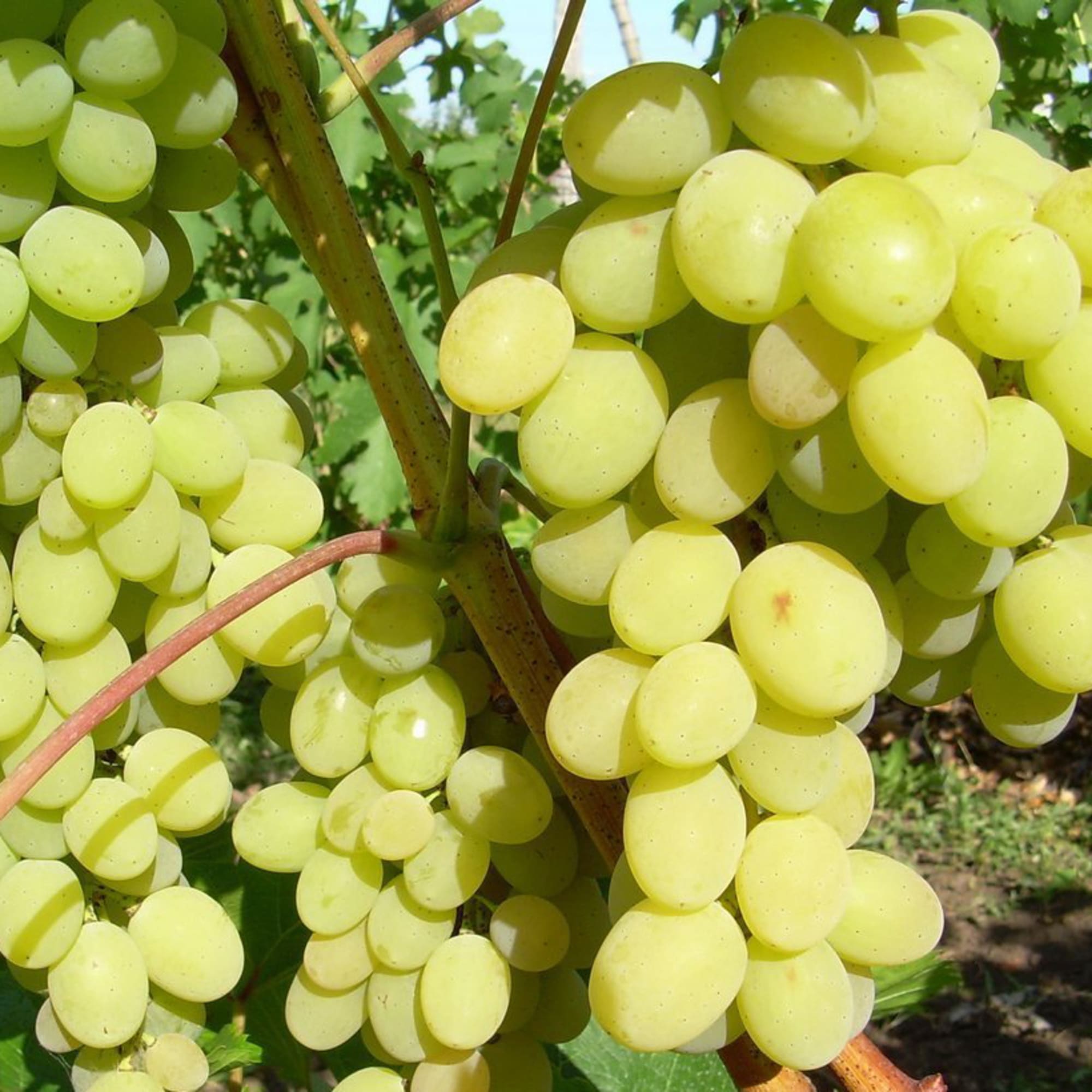 81954903 Виноград плодовый С2 «Августин» h50 Santreyd  - Вид №2