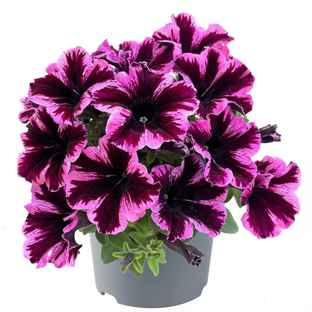 Петхоа микс ø12 h8 см 89369023 STLM-2206898 АГРОНИ 