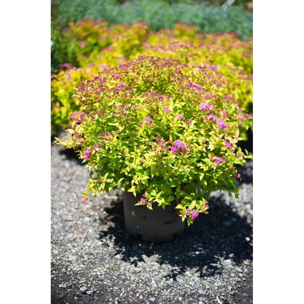 Спирея японская Голдмоунд ø9 h15 см 84829095 STLM-2097902 PLANTMARKET 