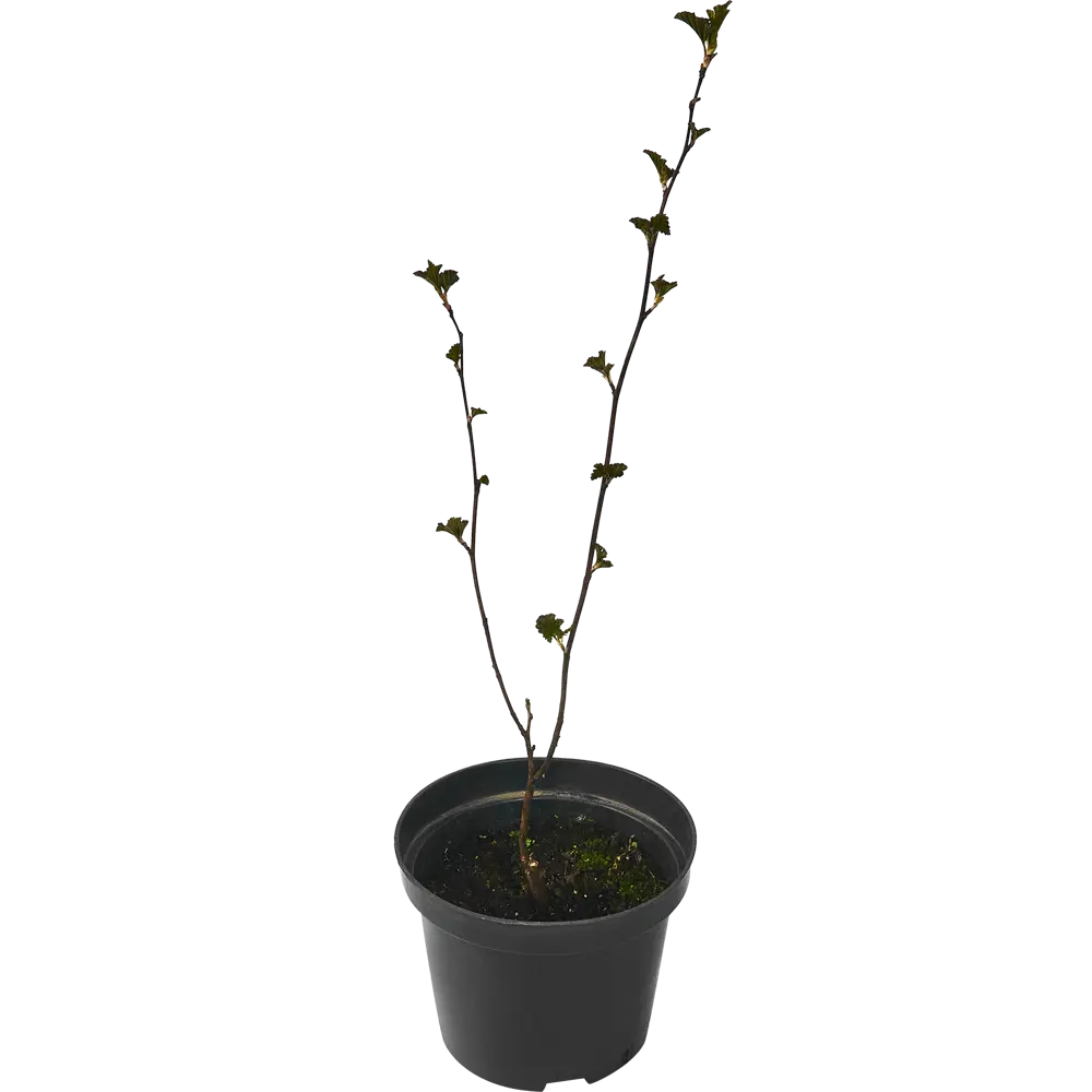 Пузыреплодник калинолистный Ред Барон ø15 h60 см PLANTMARKET STLM-2149280