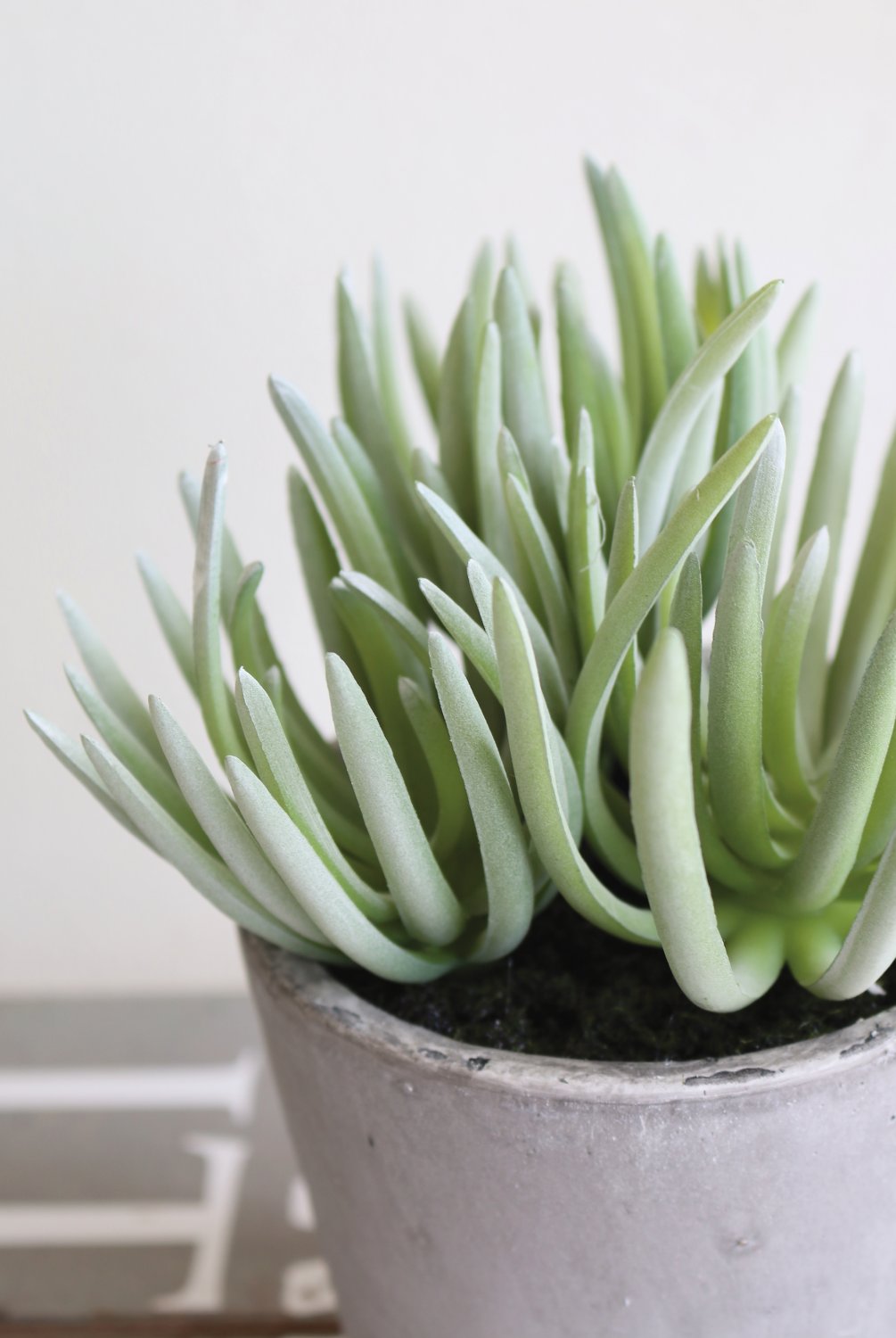 6049 883 a3 Искусственный суккулент, горшок, 19 см, зеленый H-andreas  - Вид №2