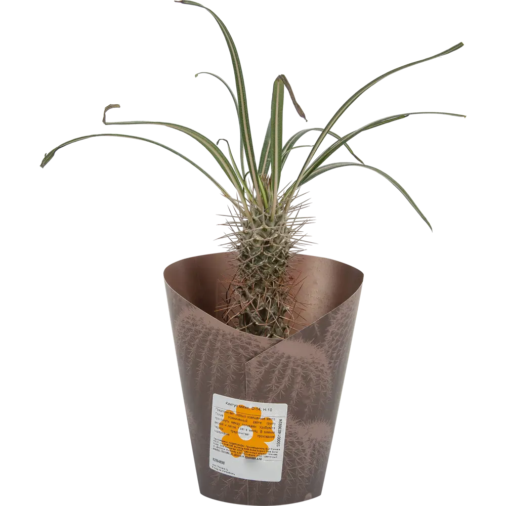 Santreyd Кактус микс - живой декор для интерьера 14×10 см 82894898 STLM-0037678 - Вид №3