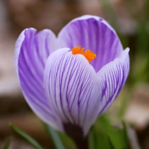 Крокус Geolia «Striped Beauty» 15044823 STLM-2070998