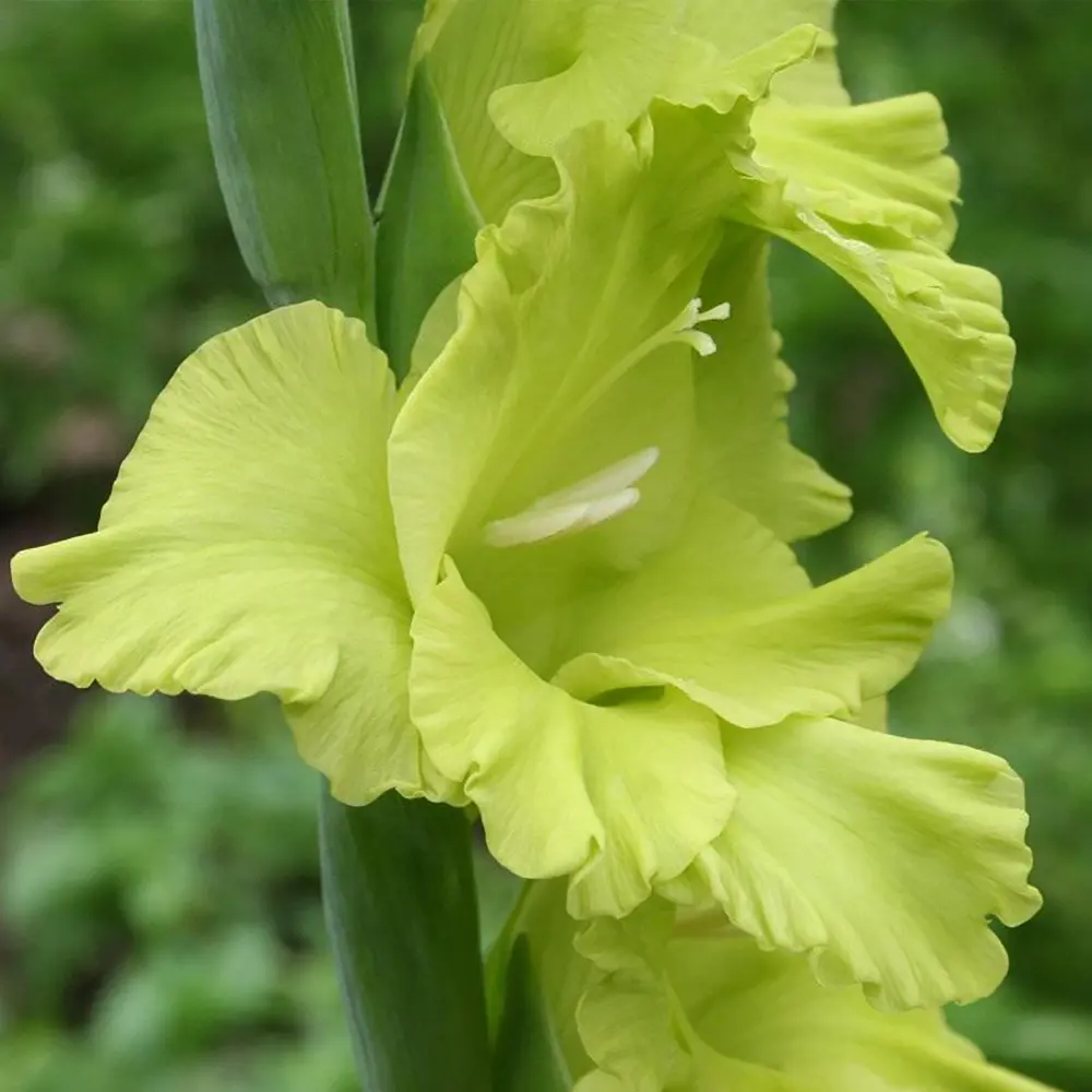 Гладиолус «Green Star», 10х12 см 13064433 STLM-2028801 GEOLIA 