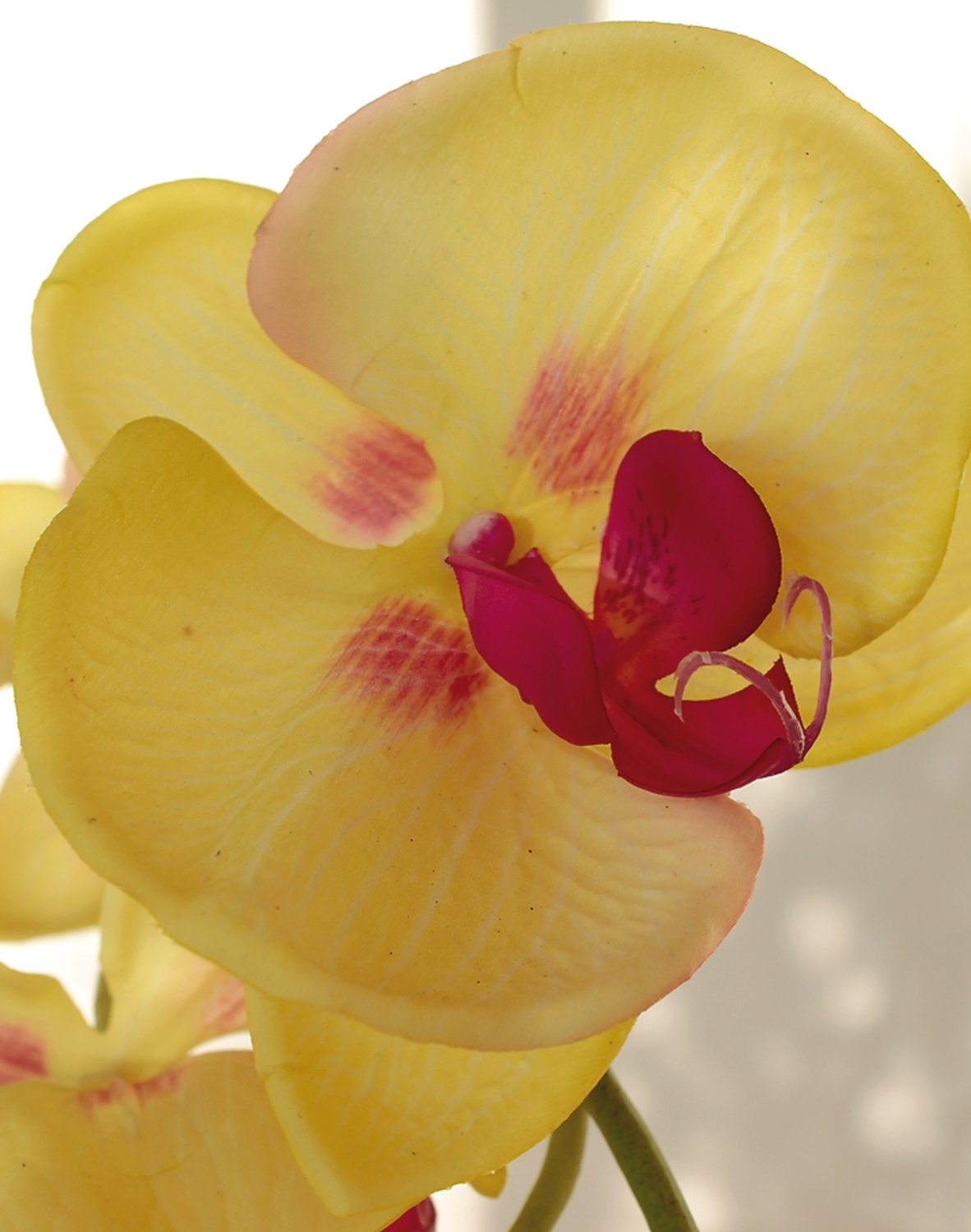 2407 849 a3 Искусственная орхидея Phalaenopsis, 114 см, real touch, зелено-бордовая H-andreas  - Вид №2