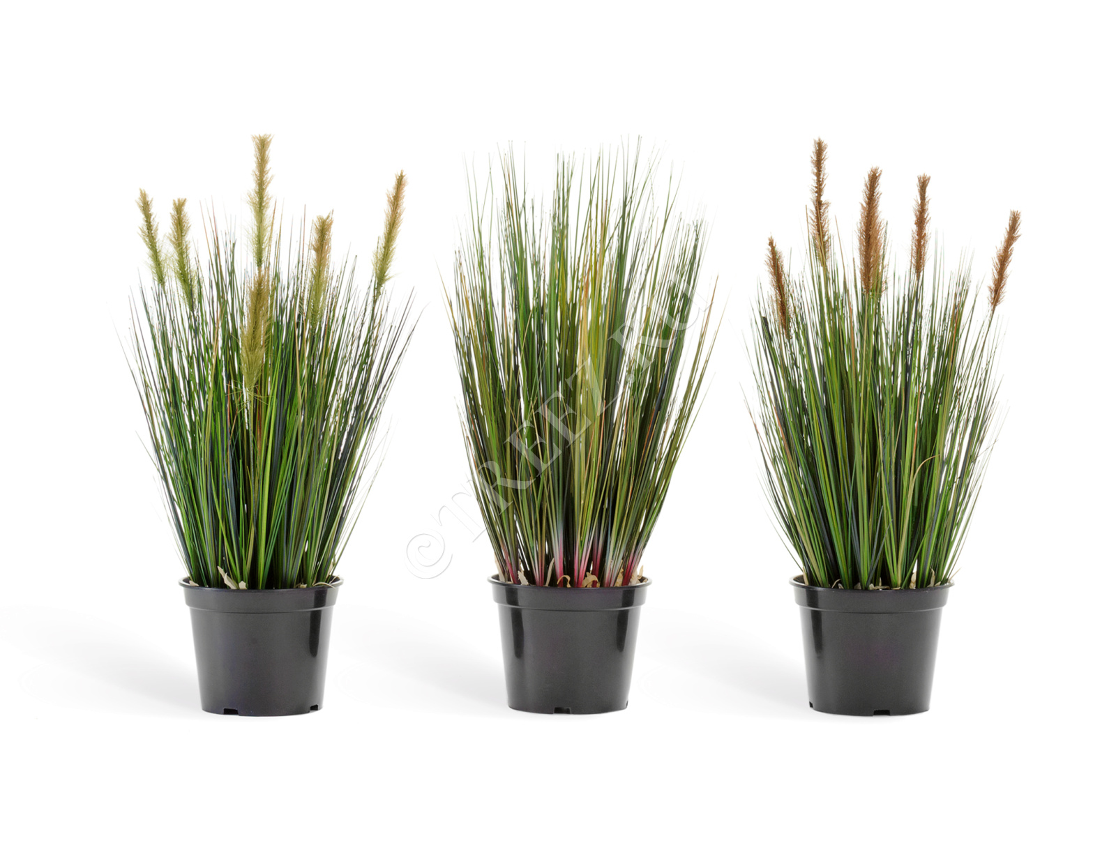 20.1040SB Трава Осока куст с коричневыми султанами Цветочная коллекция  - Вид №1