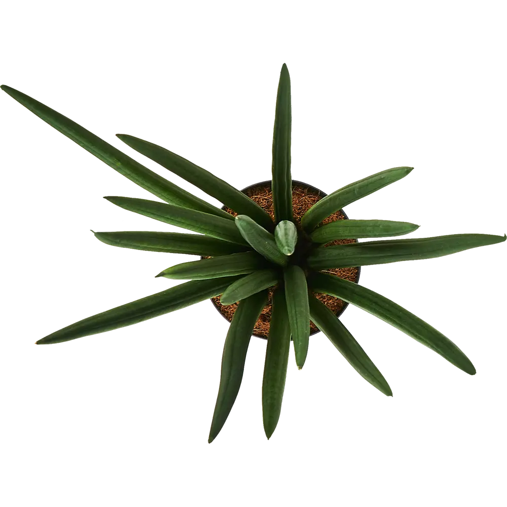 Сансевиерия цилиндрическая Santreyd - элегантный щучий хвост для интерьера 87819649 STLM-0075870 - Вид №2