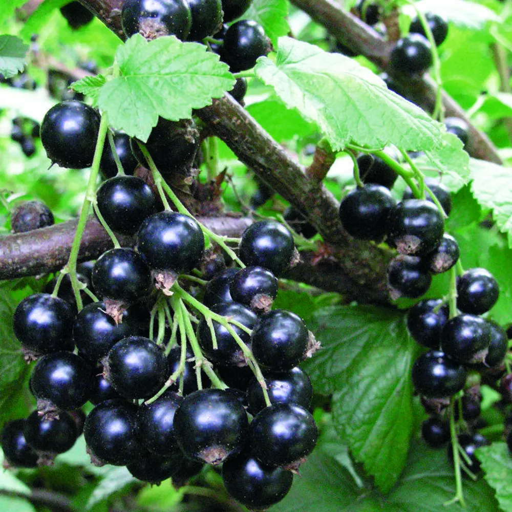 Саженец смородины Селеченская от Santreyd - ранний урожай крупных сладких ягод 84347450 STLM-0952816 - Вид №1