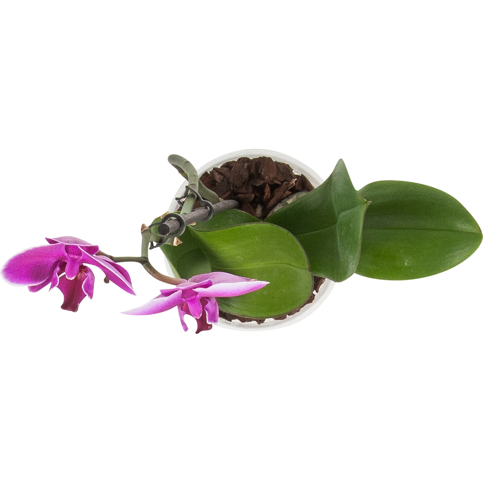 82548556 Орхидея Фаленопсис микс 1 стебель ø12 h60 см Santreyd  - Вид №1