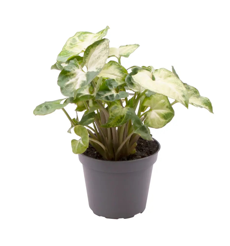 Santreyd Сингониум Пикси — изящное комнатное растение с кремово-зелеными листьями 89375018