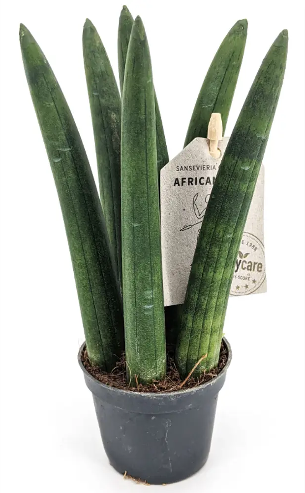 Santreyd Сансевиерия Цилиндрика — изящный суккулент с вертикальными листьями 83673166