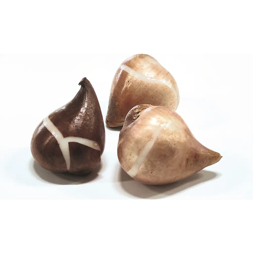 Тюльпан махровый поздний Блу Даймонд 3 шт GEOLIA STLM-2177255 - Вид №1