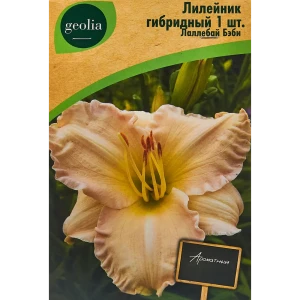 Лилейник Geolia гибридный Лаллебай Бэби 86408699 STLM-2116406