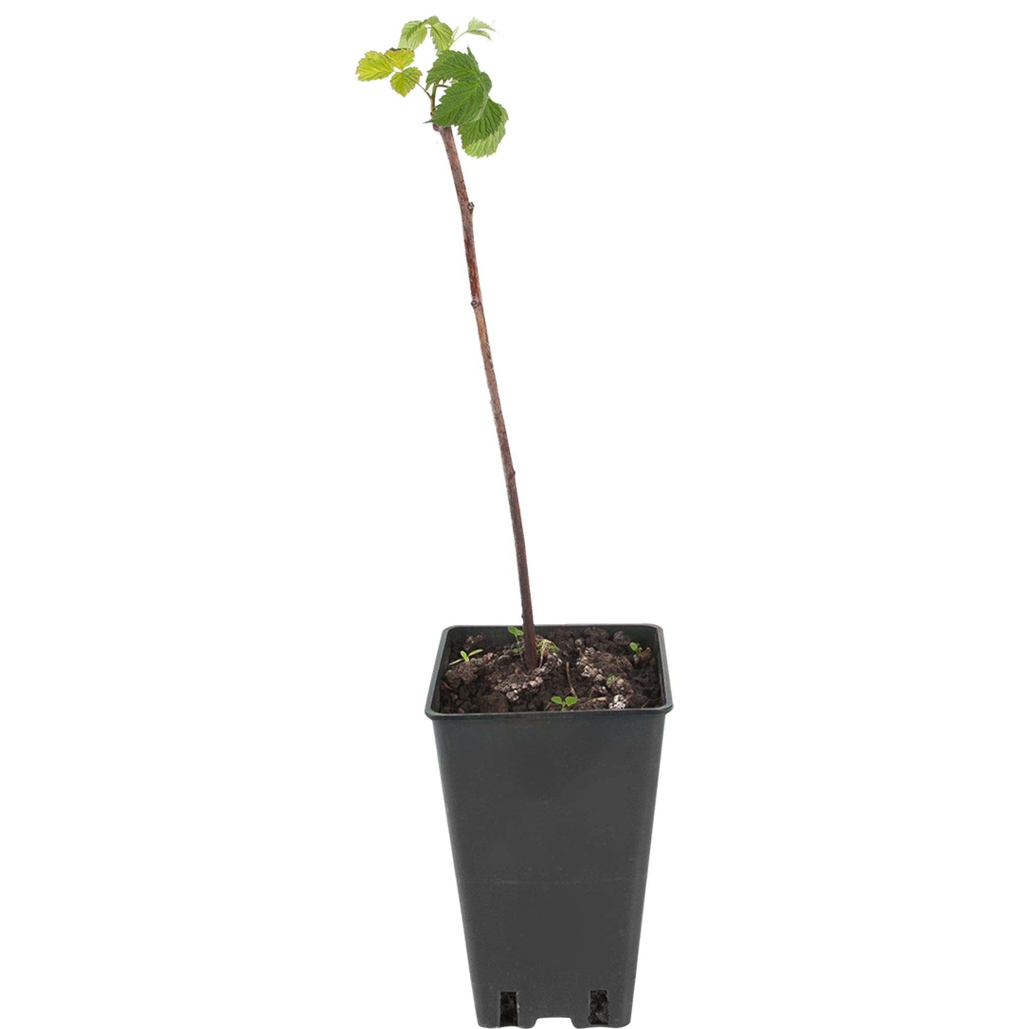 82597105 Малина «Брянское диво» C2 высота 40 см Santreyd 