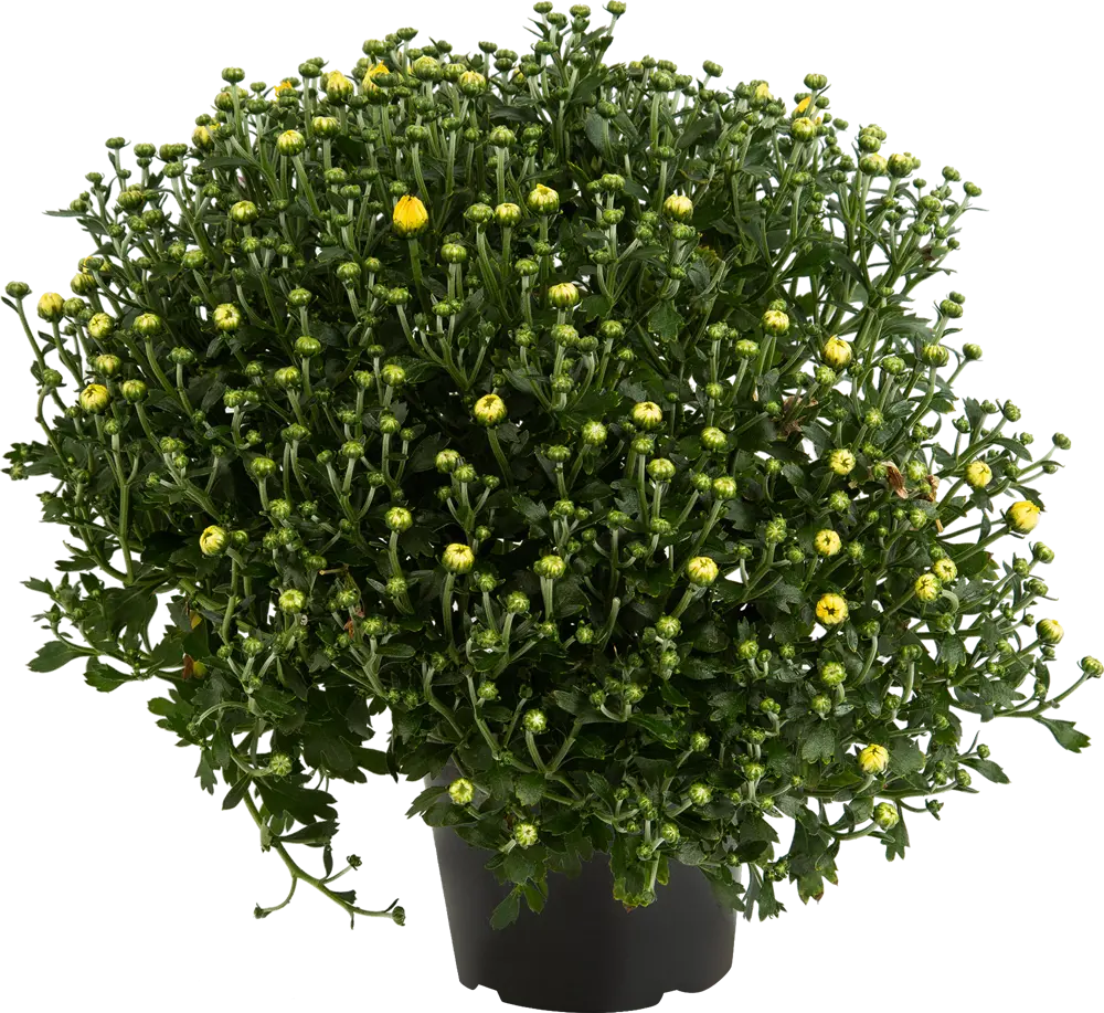 Santreyd Хризантема горшечная - цветущее украшение для дома и сада 83597494