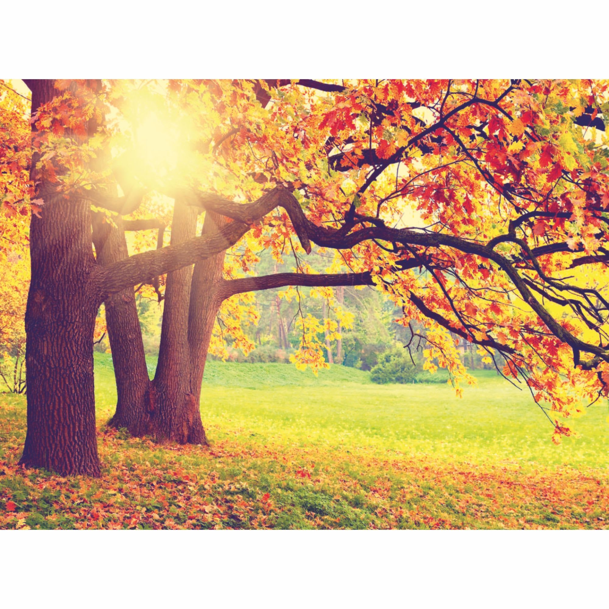 18087087 Фотообои бумажные «» 280х200 cм Осень Santreyd 