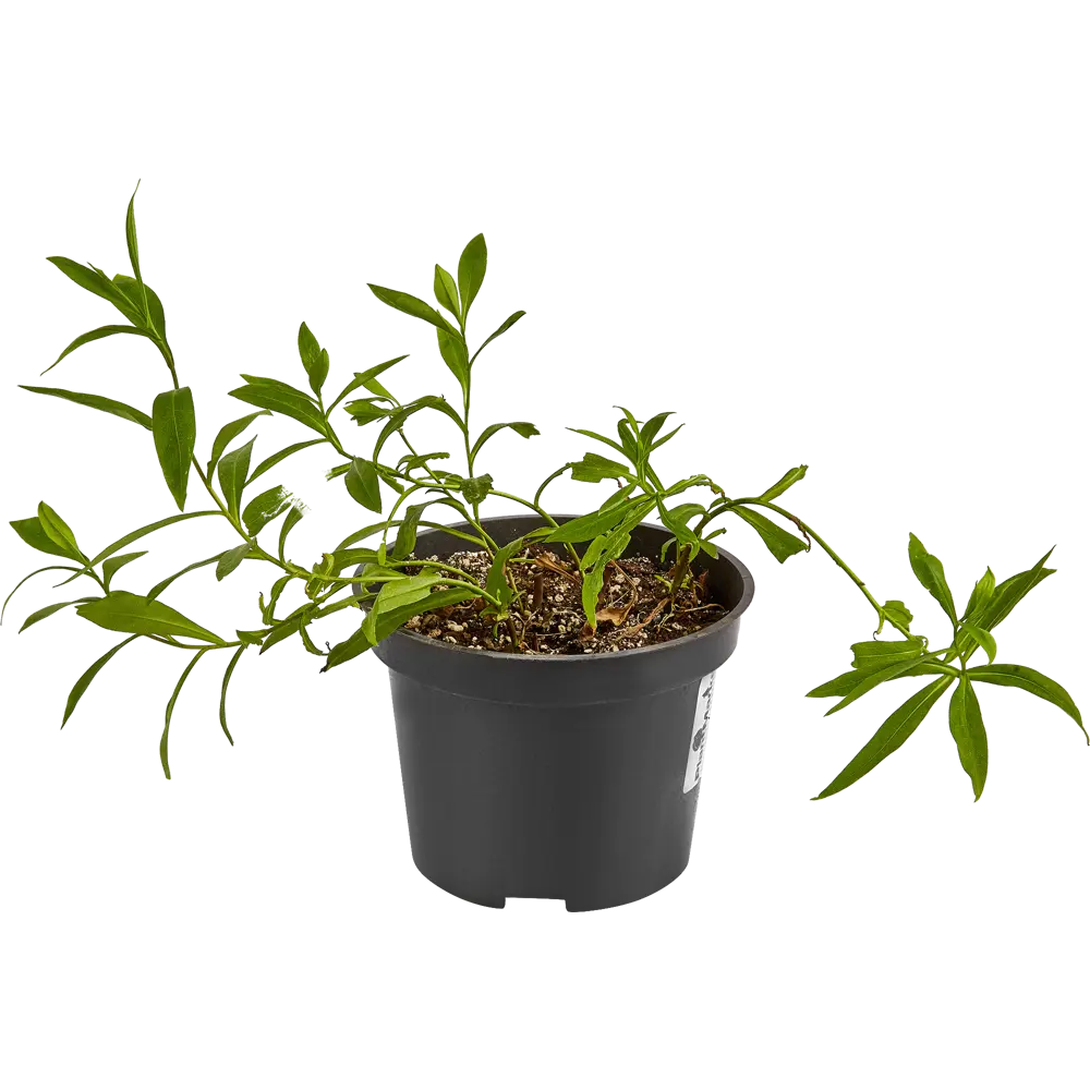 Астра альпийская Блю ø15 h40 см 84832031 STLM-2131250 PLANTMARKET  - Вид №1