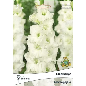 Гладиолус крупноцветковый Амстердам, 3 шт 89452189 STLM-2013239