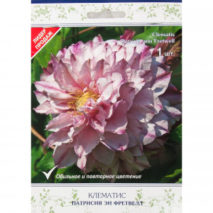 82527559 Клематис крупноцветковый Патрисия эн Фретвелл в капере