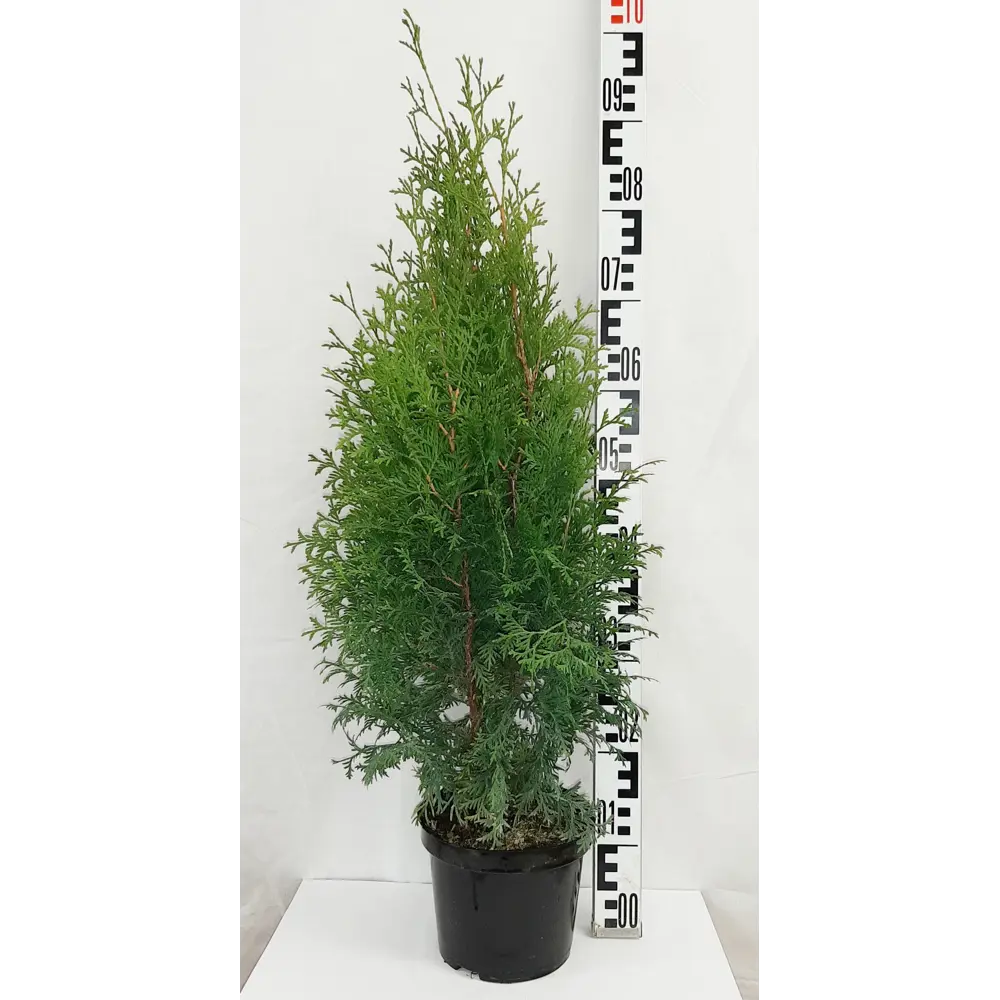 Туя западная «Колумна» 19x30 см 82550331 STLM-2081709 ГАВРИШ 