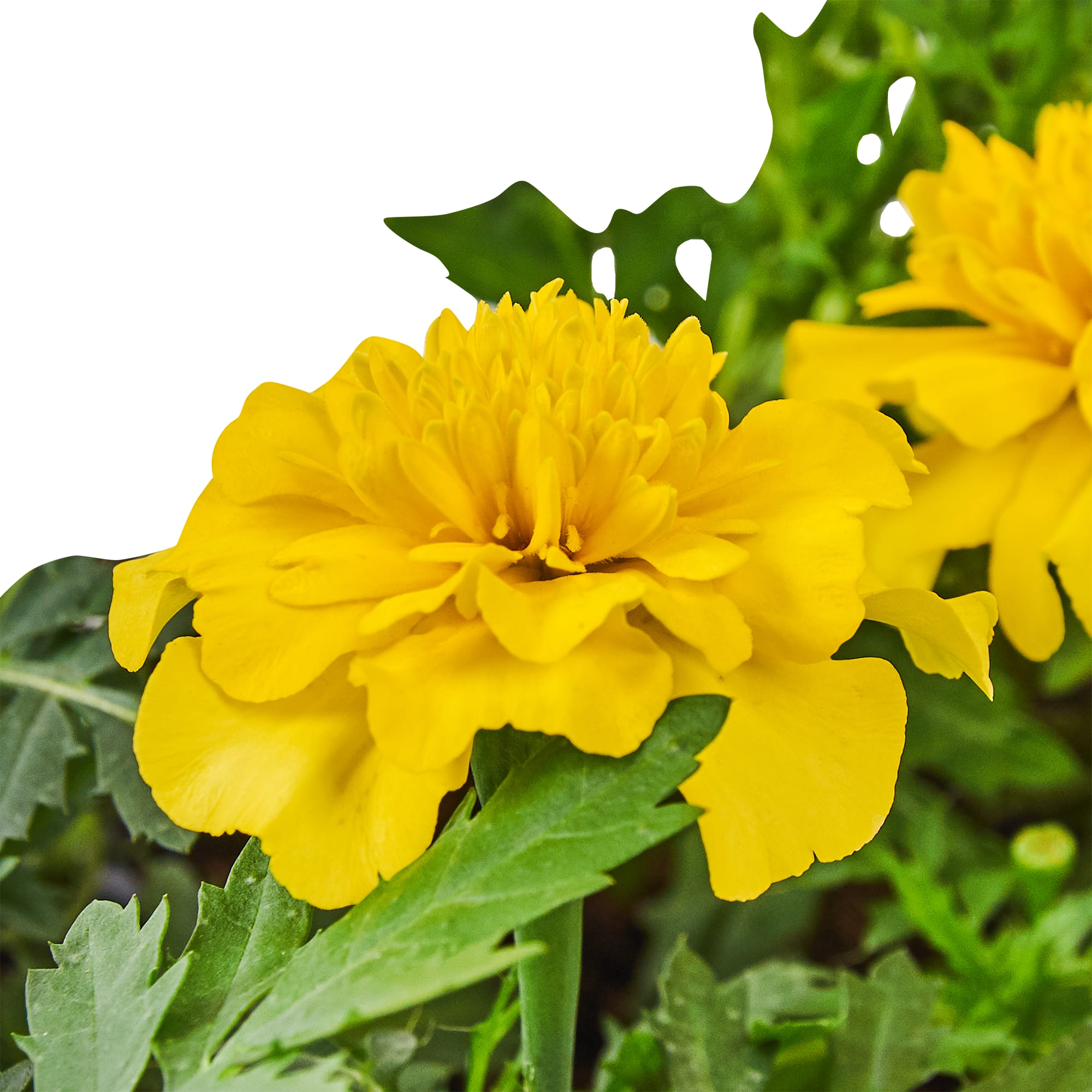 83248309 Рассада Тагетес мелкоцветковый h15 см, 6 шт Santreyd  - Вид №2