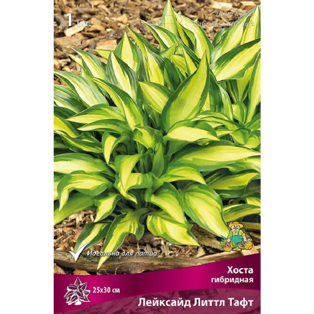Хоста Лэйксайд Литтл Тафт - многолетнее корневище для сада 89433507 ПОИСК STLM-1574846 - Вид №1