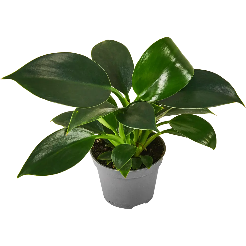 Филодендрон Вайт Мэже Santreyd - редкий сорт с бело-зелёными листьями 87819634 STLM-0075868