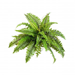 2000983229427 Папоротник Бостон 37 см COSMO RED