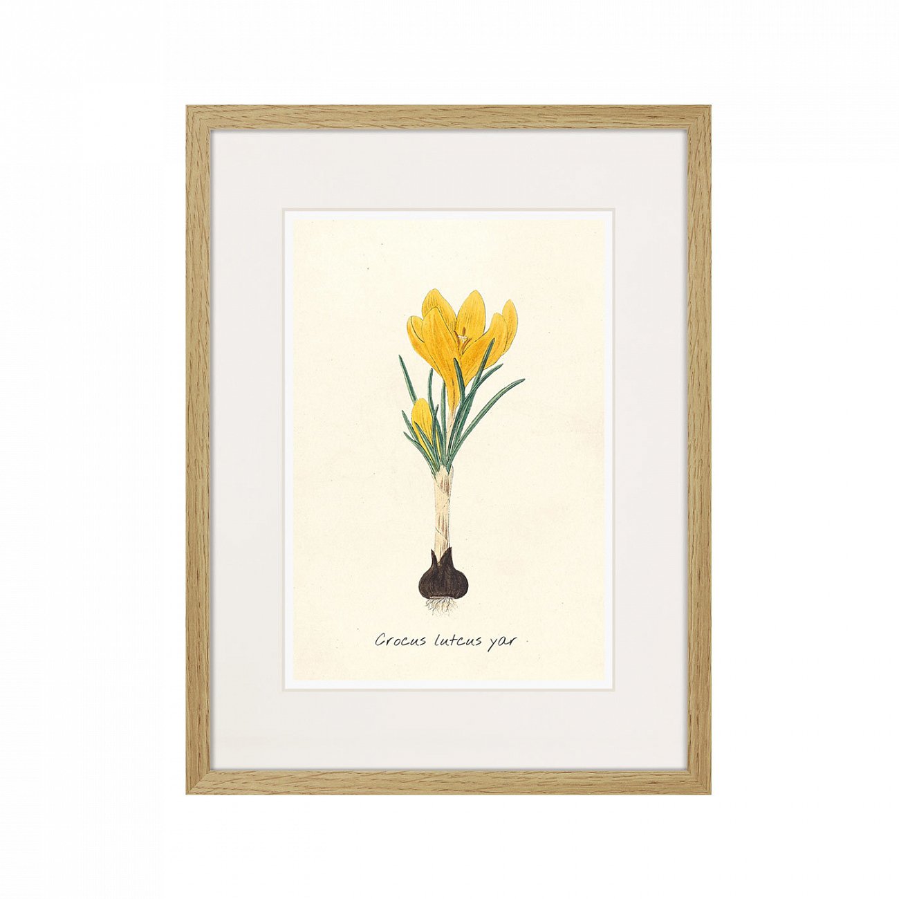 Картина в раме 32х42 см Botany illustration №10, 1836г. КАРТИНЫ В КВАРТИРУ  264493 Желтый;зеленый;разноцветный  - Вид №1